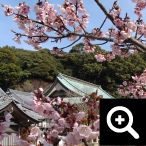 4月8日 花まつり